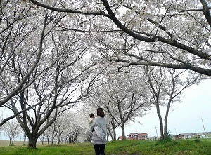 日吉津村の桜堤の景色