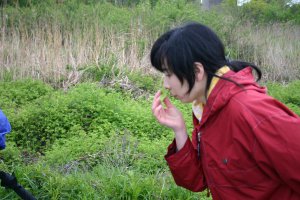 日吉津村にある水辺の楽校で開催された野草の学習で、良い香りの野草を見つけた様子の画像