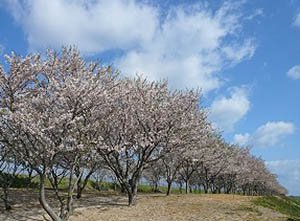 日吉津村の桜堤の景色