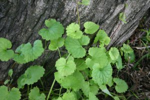 日吉津村にある水辺の楽校で採取できる食べられる野草カキオドシの画像