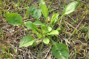 日吉津村にある水辺の楽校で採取できる食べられる野草オオバコ（スモウトリグサ）の画像