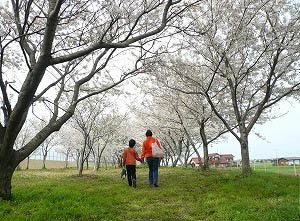 日吉津村の桜堤の景色