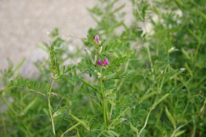 日吉津村にある水辺の楽校で採取できる食べられる野草カラスノエンドウの画像