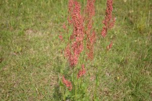 日吉津村にある水辺の楽校で採取できる食べられる野草スイバの画像