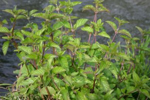 日吉津村にある水辺の楽校で採取できる食べられる野草ニホンハッカの画像