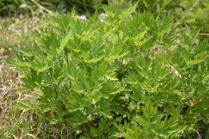 日吉津村にある水辺の楽校で採取できる食べられる野草ヨモギの画像