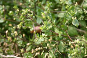 日吉津村にある水辺の楽校で採取できる食べられる野草ハコベ（ヒヨコグサ）の画像