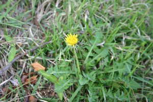 日吉津村にある水辺の楽校で採取できる食べられる野草タンポポの画像