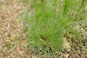 日吉津村にある水辺の楽校で採取できる食べられる野草カワラヨモギの画像