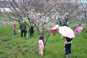 日吉津村にある水辺の楽校で開催された春の子ども探検ウォークで歩いた桜堤