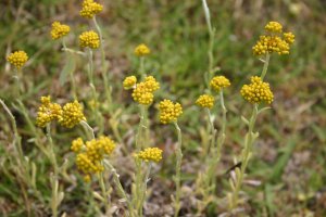 日吉津村にある水辺の楽校で採取できる食べられる野草ハハコグサ（ゴギョウ）の画像