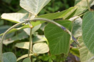 日吉津村にある水辺の楽校で採取できる食べられる野草クズの画像